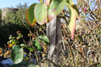 Olivia Neck Tie