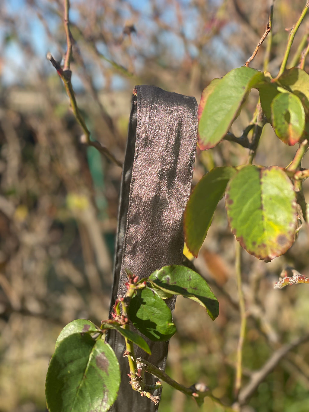 Olivia Neck Tie